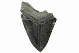 Partial Fossil Megalodon Tooth - Serrated Blade #365808-1